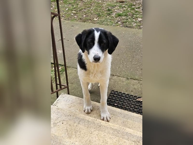 White - fröhlicher Mix sucht sein Zuhause