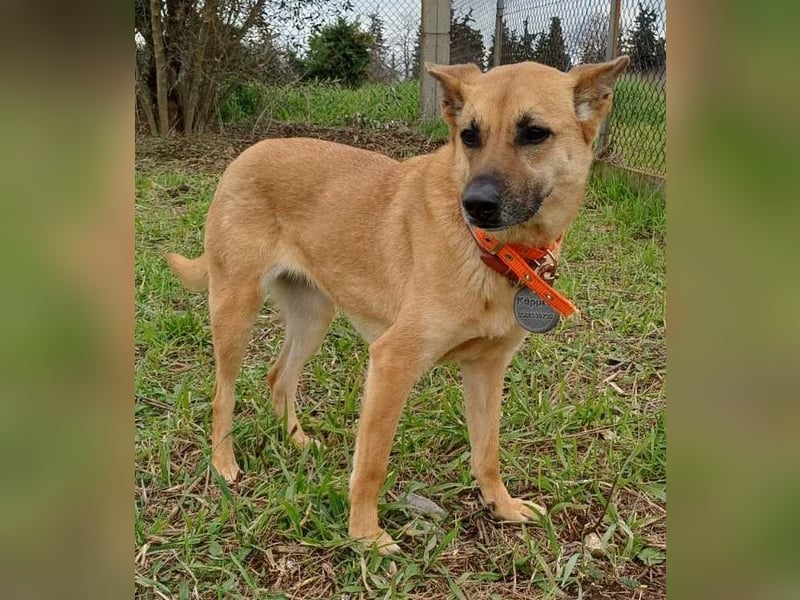 Wanda - wartet auf ihre zweite Chance