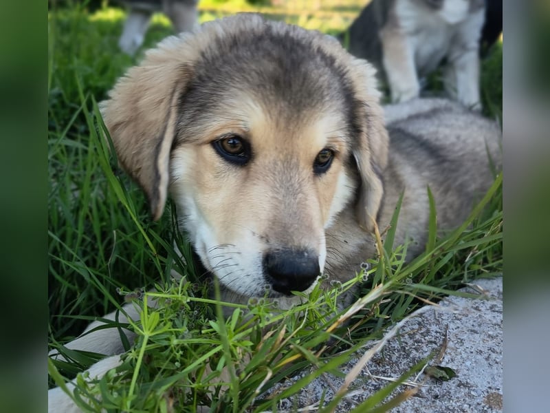 Fröhliche Knutschkugel Molly