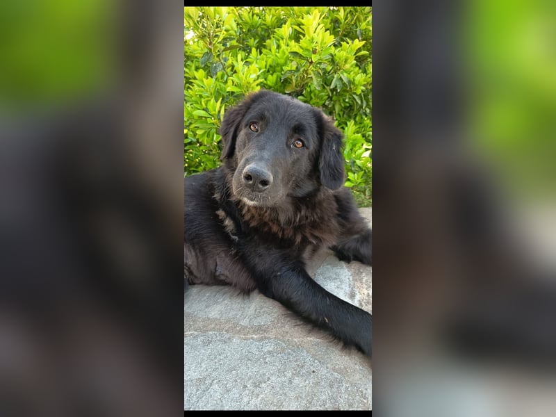 Maddy - black and beautiful