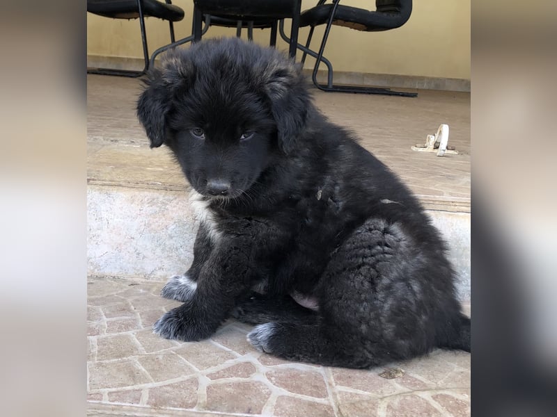 Ross - Rund und gemütlich sucht seine Familie