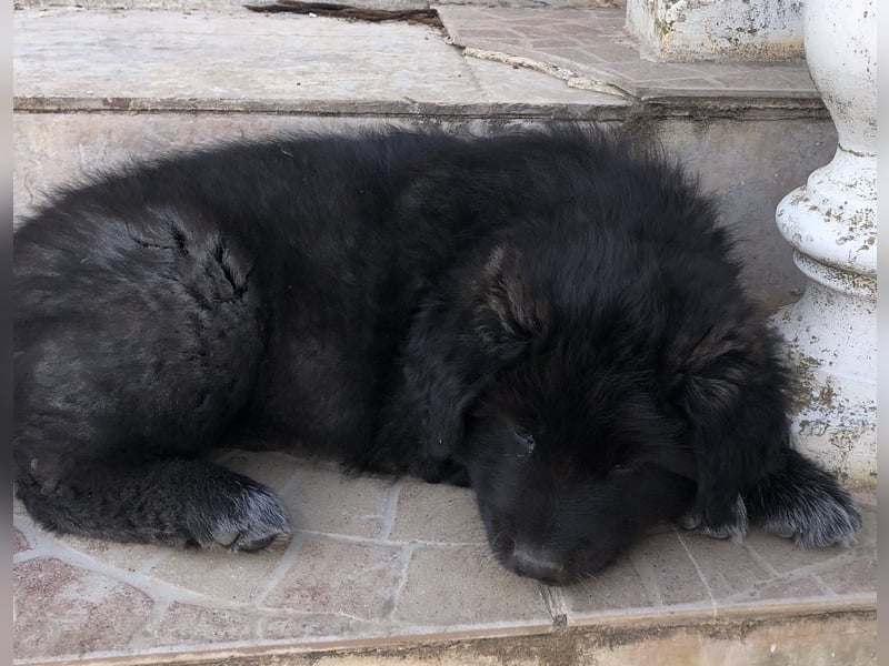 Ross - Rund und gemütlich sucht seine Familie