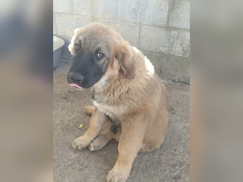 George der gechillte Mischlingsjunge