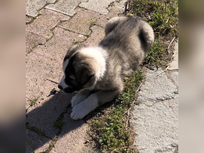 Jason - griechischer Mix sucht liebevolles Zuhause