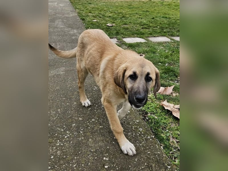Hübsche Mischlingshündin Brownie