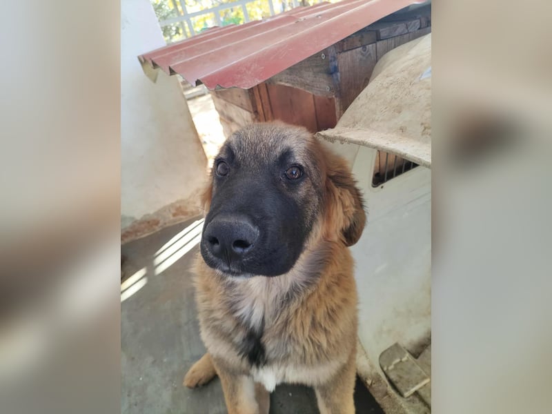 George der gechillte Mischlingsjunge