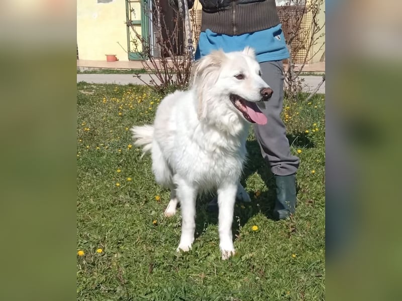 Nemo sucht ein liebevolles Zuhause