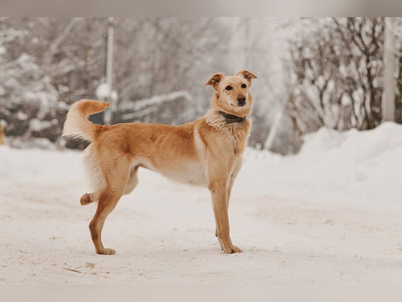 Besondere Lissy sucht ihre Menschen