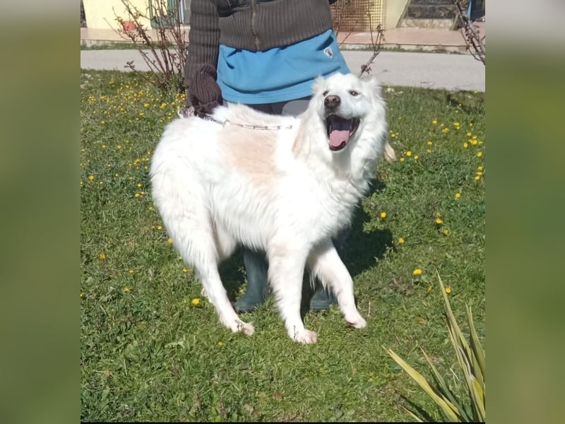 Nemo sucht ein liebevolles Zuhause