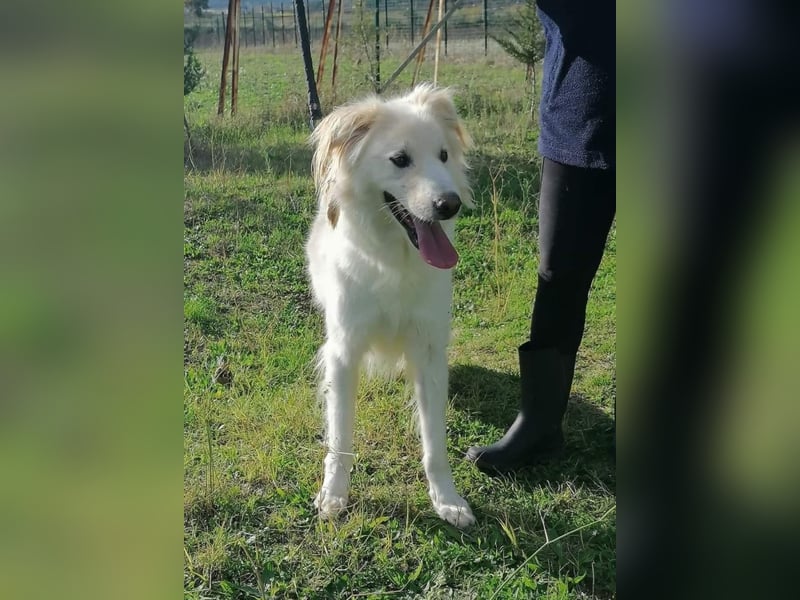 Nemo sucht ein liebevolles Zuhause