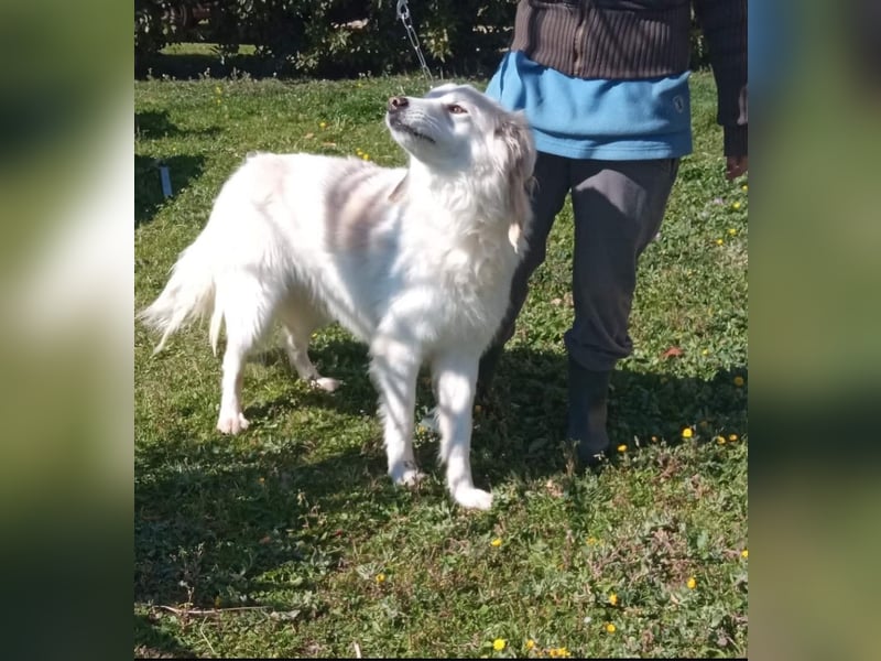 Nemo sucht ein liebevolles Zuhause