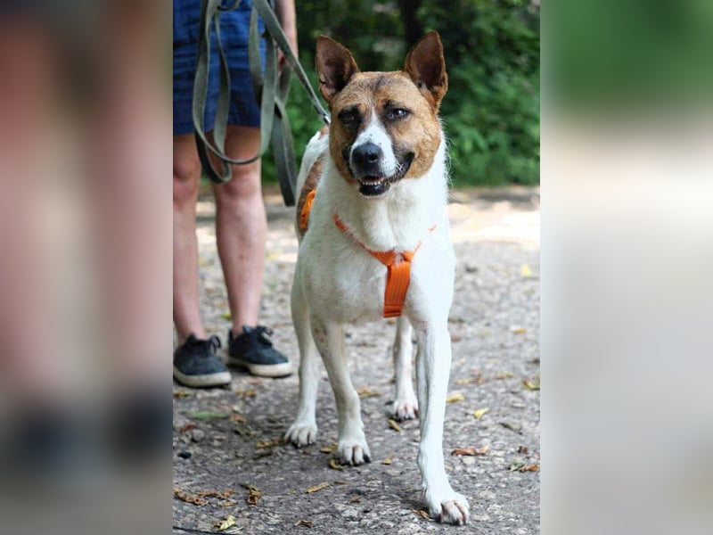 Hübsche Jenny sucht ihre Menschen