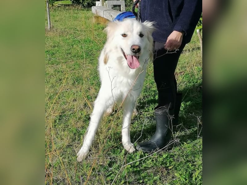 Nemo sucht ein liebevolles Zuhause