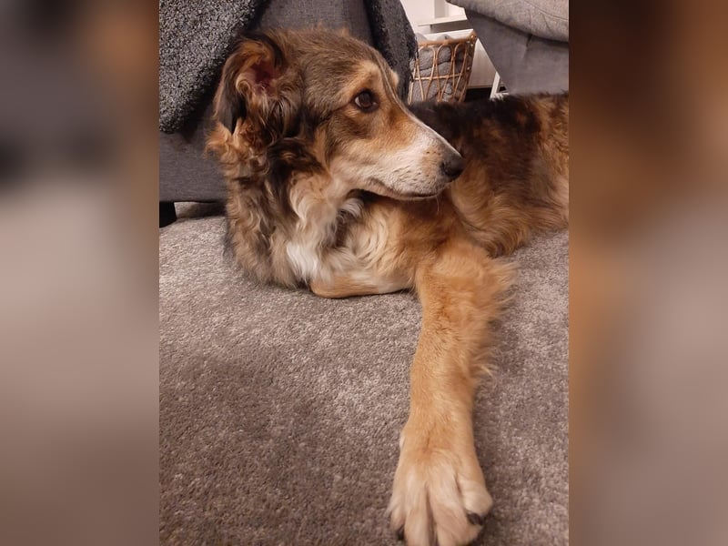 Verschmuster Vanya sucht seine Familie