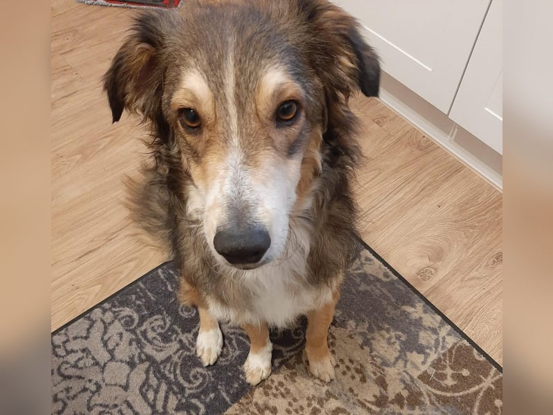 Verschmuster Vanya sucht seine Familie