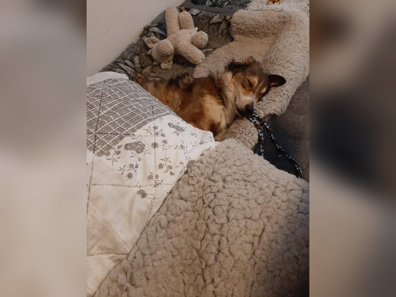 Verschmuster Vanya sucht seine Familie