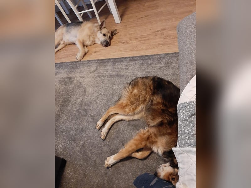 Verschmuster Vanya sucht seine Familie