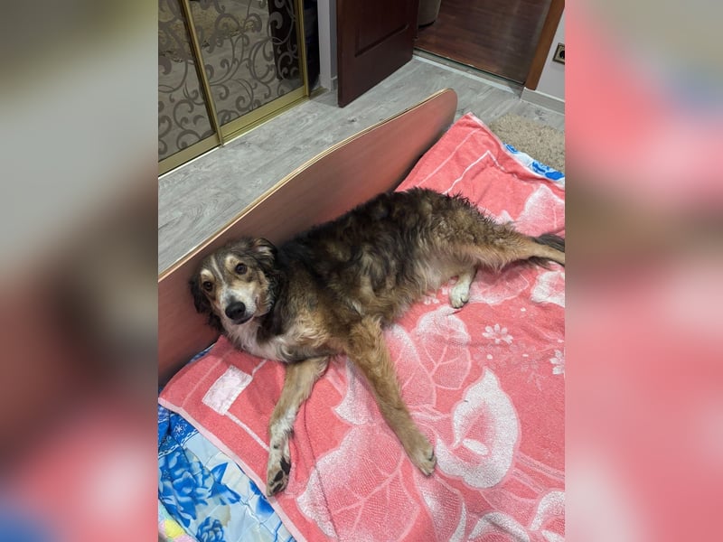 Verschmuster Vanya sucht seine Familie