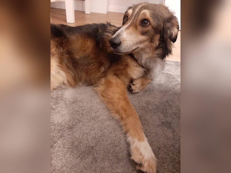 Verschmuster Vanya sucht seine Familie