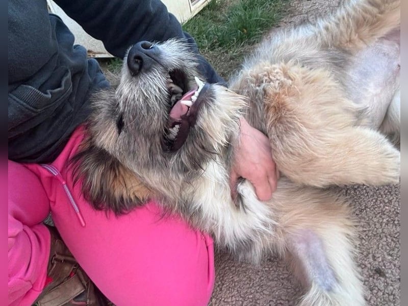 JESSY - sanfte Traumhündin mit einem riesigen Herzen