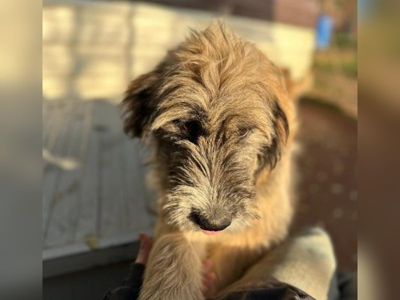 JESSY - sanfte Traumhündin mit einem riesigen Herzen