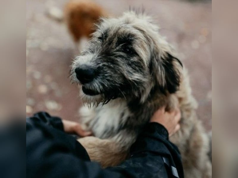 JESSY - sanfte Traumhündin mit einem riesigen Herzen