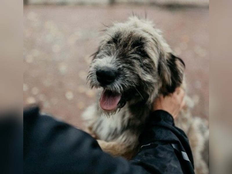 JESSY - sanfte Traumhündin mit einem riesigen Herzen