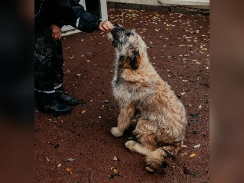 JESSY - sanfte Traumhündin mit einem riesigen Herzen