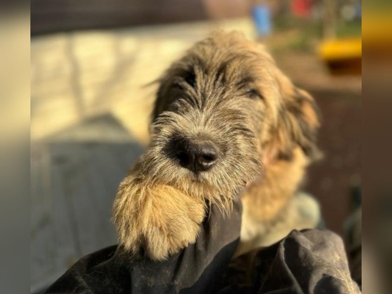 JESSY - sanfte Traumhündin mit einem riesigen Herzen