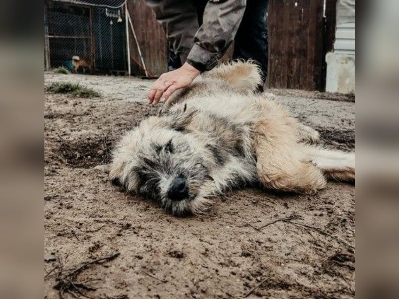 JESSY - sanfte Traumhündin mit einem riesigen Herzen