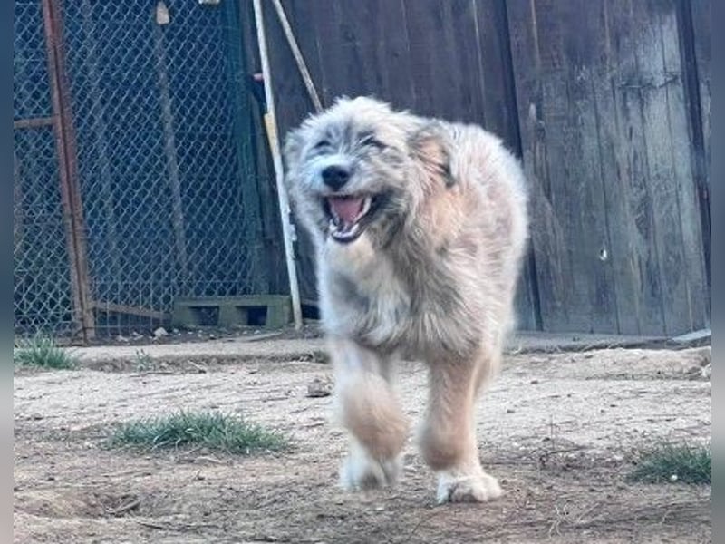 JESSY - sanfte Traumhündin mit einem riesigen Herzen