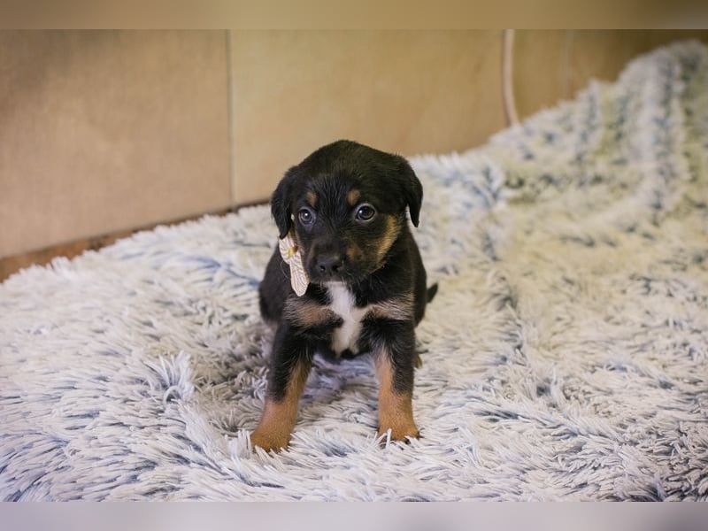 Welpe BELLA - ich möchte so gerne ein Teil deiner Familie sein!