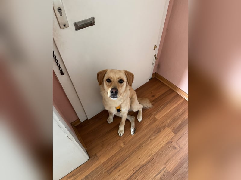 ZOE ist in Deutschland auf Pflegestelle. Sie wartet gerne auch Ihren Besuch