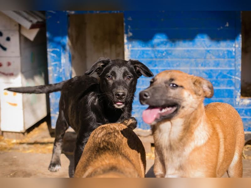 Welpe MIRA - na, kleines Mädchen, heute schon geknuddelt?