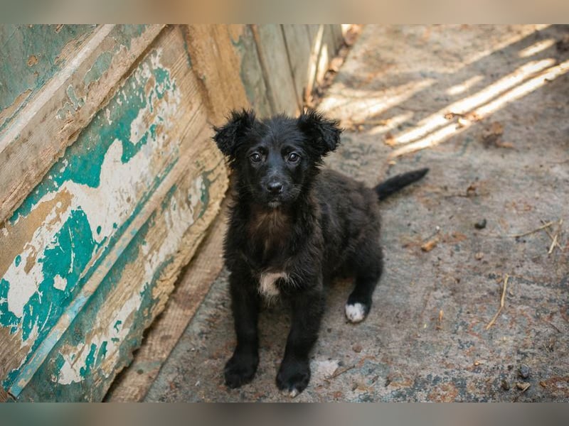 Welpe Chip-Nr. 271729 - das süße Mädel bringt ein große Portion Leben und Frohsinn in ihr Zuhause!