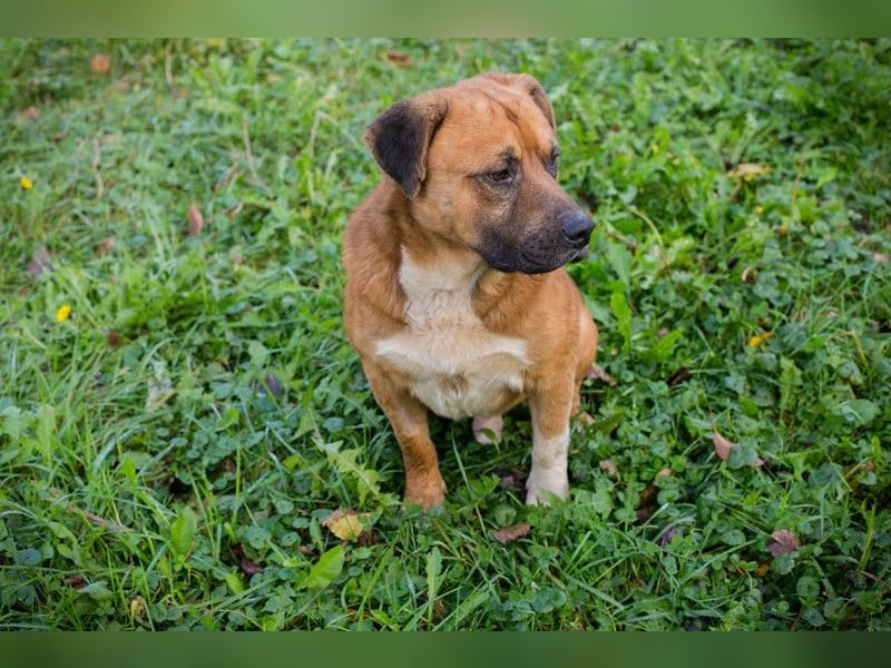 PEPE - diese coole Socke sucht eine aktive Familie mit viel Zeit und Hundeverstand