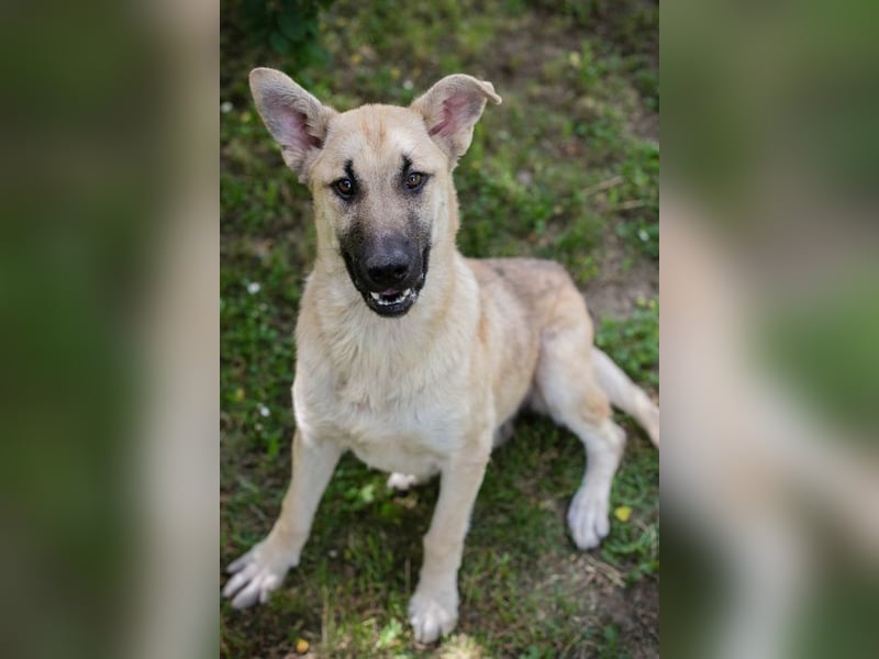 WINNIE - ich bin fröhlich und aktiv und auf der Suche nach einer eigenen Familie!