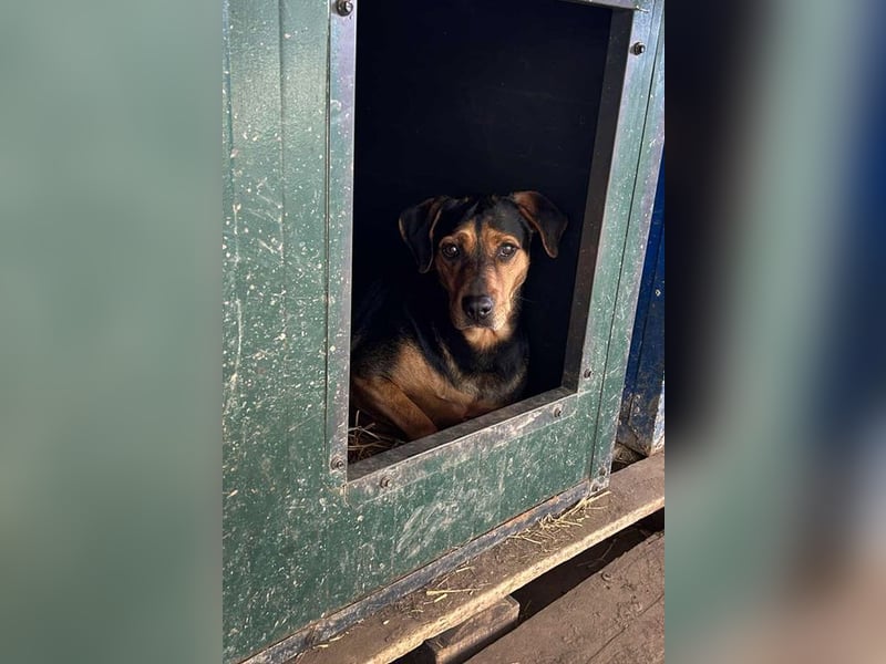 CHICO - rennen, toben, spielen, lernen... ich suche ein Zuhause bei unternehmungslustigen Menschen!