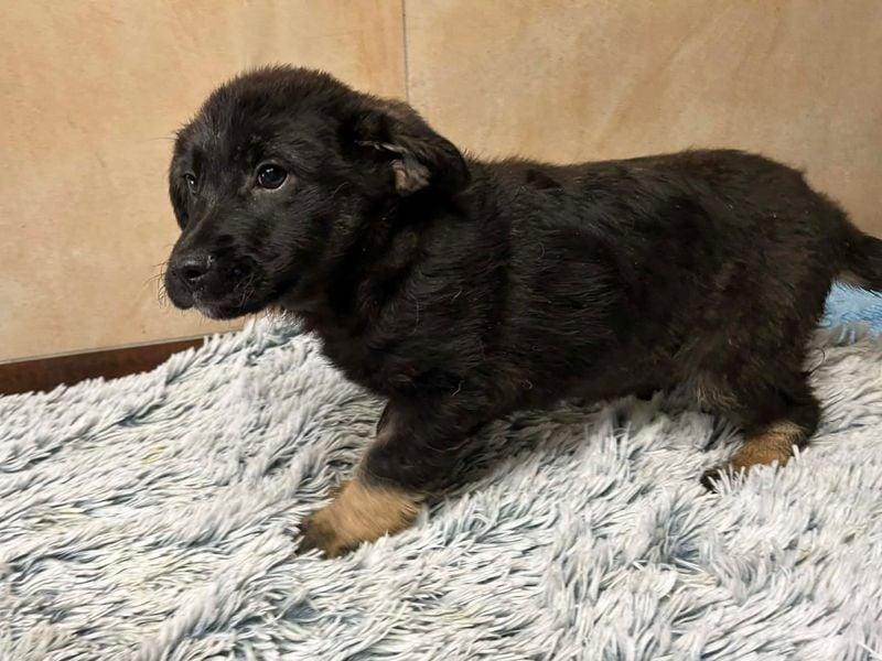 Welpe Chip-Nr. 256294 - der neugierige und aktive kleine Racker freut sich auf ein eigenes Zuhause!