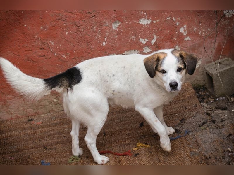 CASPER - der brave Rüde freut sich auf tolle Abenteuer mit seiner Familie!