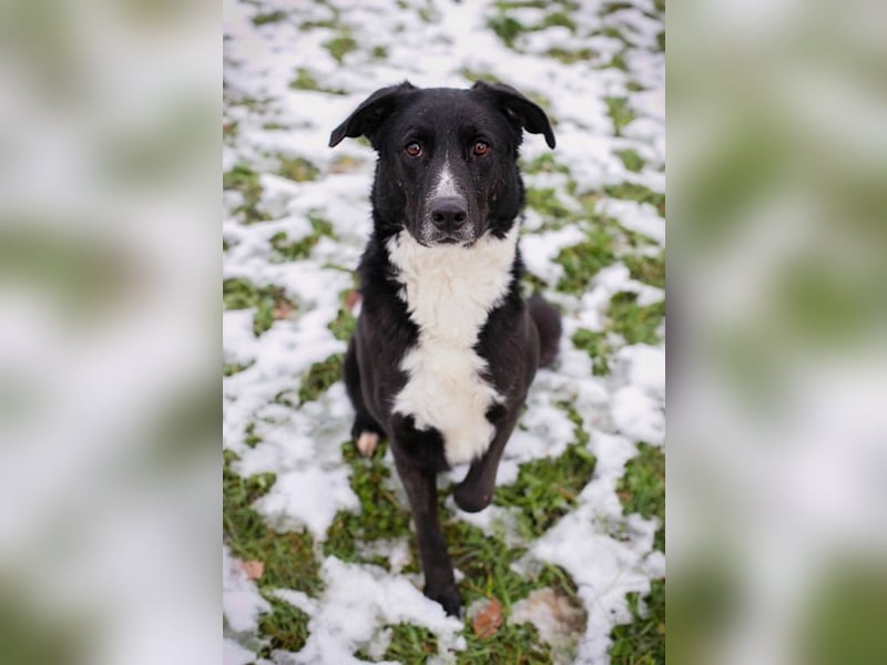 BUONAVITA - die süße Maus freut sich auf das Leben in einer eigenen lieben Familie!