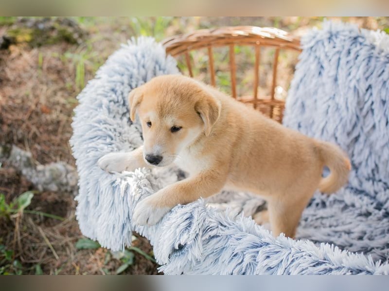 Welpe Chip-Nr. 239646 - toben, lernen, kuscheln... wer hat ein Körbchen für mich frei?