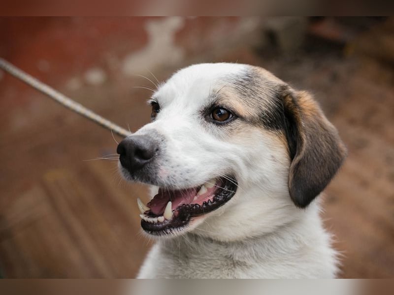 CASPER - der brave Rüde freut sich auf tolle Abenteuer mit seiner Familie!