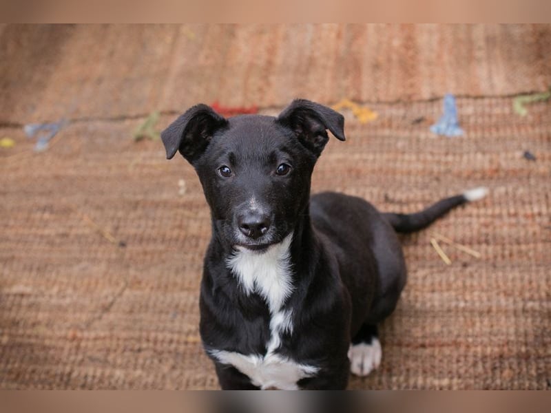 Welpe JIMMY - wenn ich groß bin möchte ich ein richtiger Familienhund sein!