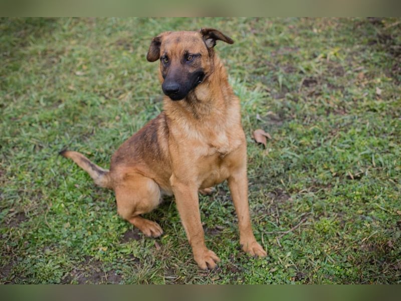 MICHAEL - der aufmerksame Rüde möchte gerne ein Teil DEINER Familie sein!