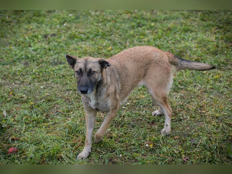 SAMAYA - die muntere und aktive Hündin freut sich auf tolle Abenteuer mit ihren Menschen