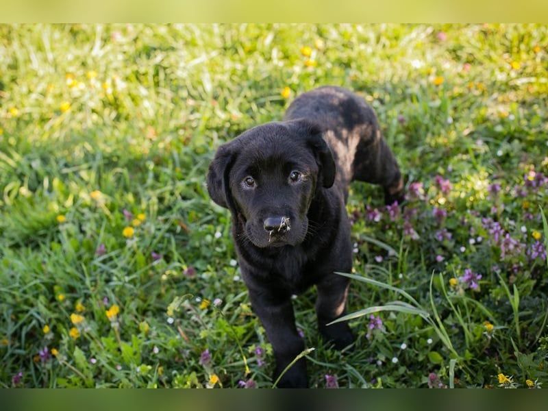 Welpe Chip-Nr. 256531 - ich freue mich darauf, mit meinen Menschen die Welt zu entdecken!