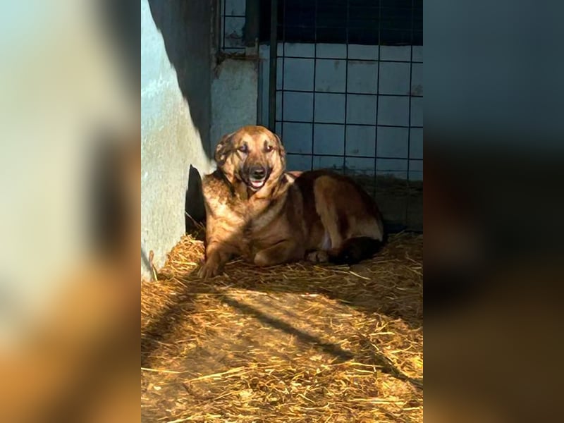 Chip-Nr. 2159858 - die liebe Hündin möchte so gerne ein Teil DEINER Familie sein!