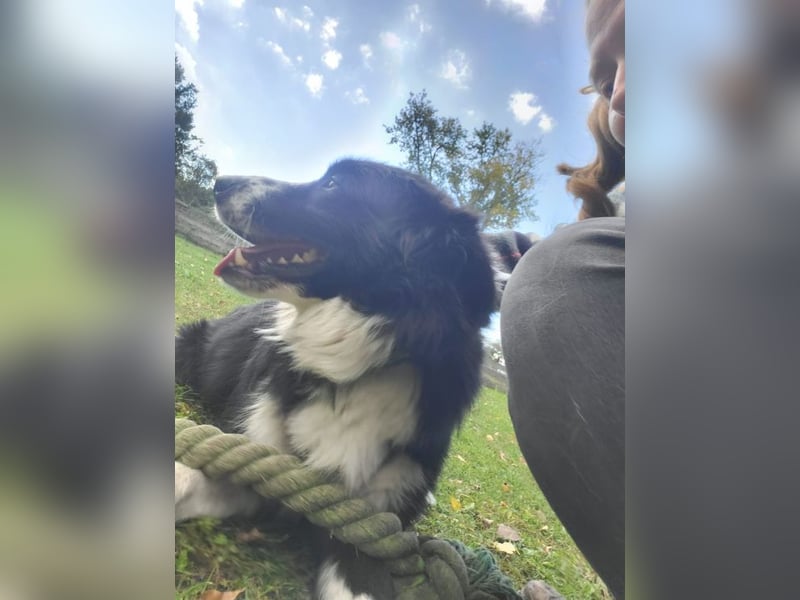 ARKANI - ich brauche Regeln und Führung und suche konsequente Menschen!