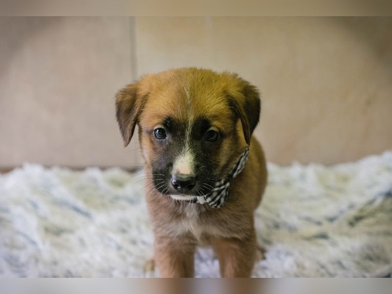 Welpe Chip-Nr. 256861 - ich suche einen Namen und am besten auch gleich ein eigenes Zuhause!